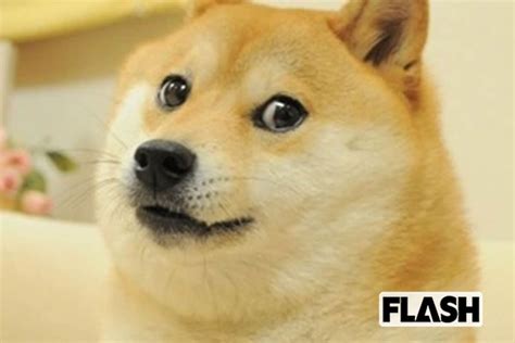 世界一有名な柴犬「かぼす」nftで画像を売ったら4億7000万円！飼い主は「殺処分寸前で救われ、特別な使命が」 Smart Flashスマフラ 光文社週刊誌