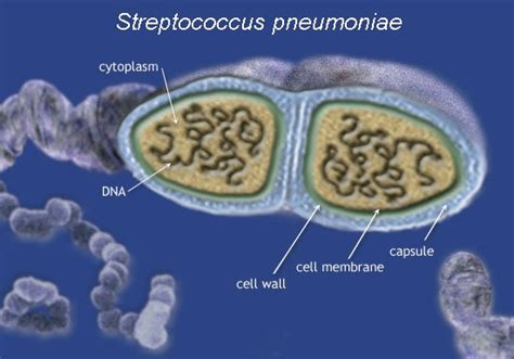 Structure Pneumonia