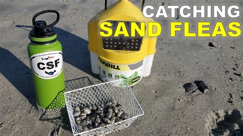 How To Catch Sand Fleas In The Surf 1 Sand Flea Rake Youtube