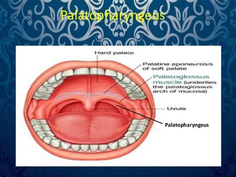 Surgical Anatomy Of Palate By Dr Amit T Suryawanshi Oral Surgeon