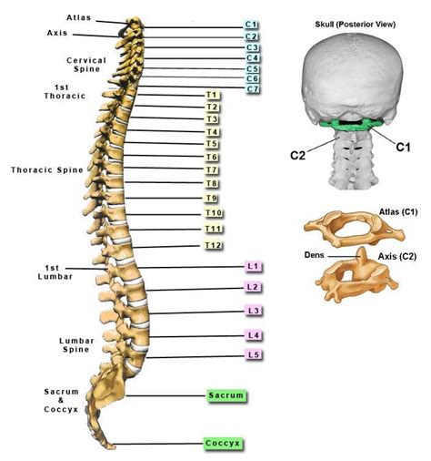 The splenius capitis and splenius cervicis, which are located in the back of the neck, work to rotate. 33 Diagram Of Back Bones - Wiring Diagram List