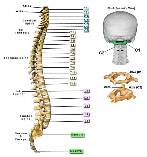 Skeleton bone back human body human anchor chart health science diagram. 33 Diagram Of Back Bones - Wiring Diagram List