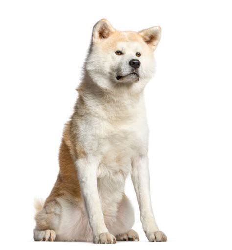 Best Akita Dog Stock Photos Pictures And Royalty Free Images Istock