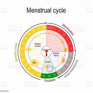 Menstrual Cycle Chart Stock Illustration Download Image