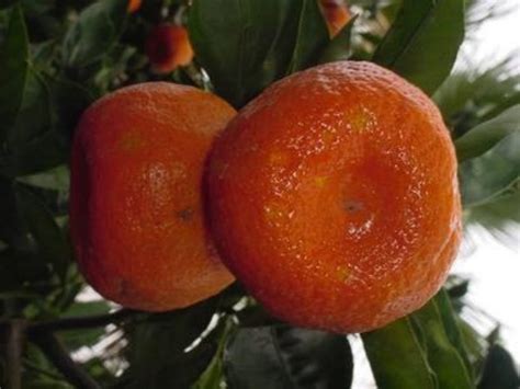 Texas Only One Arctic Frost Satsuma Tree 2 Year Old 3 4 Ft Etsy