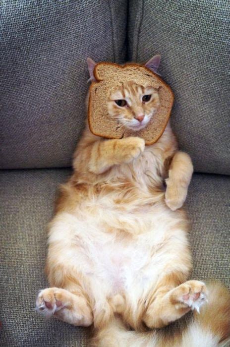 Bread On Cat 60 Pics