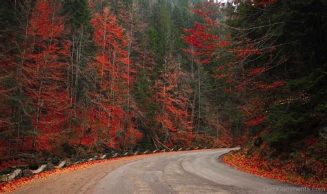 Autumn Woods Forest Road Nature Fall Landscape