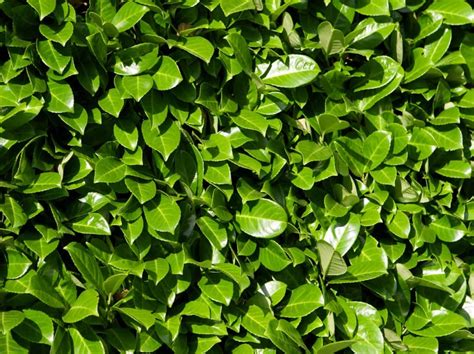 Bare Rooted Laurel Hedge For Sale Ireland  Laurelhedging.ie