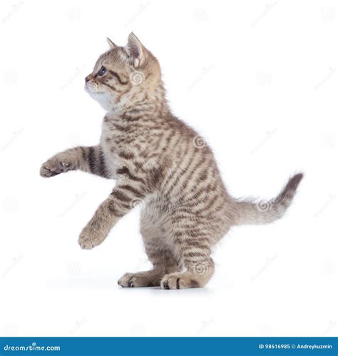 Standing Kitten Cat Side View Isolated Stock Image Image Of Brown