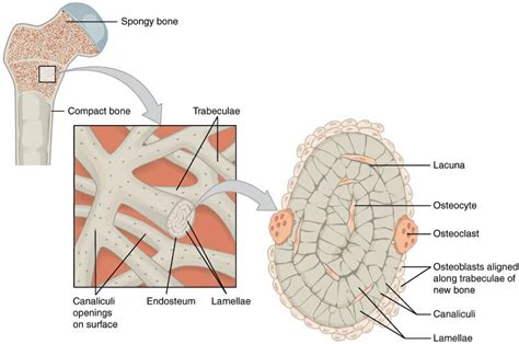 Spongy Bone Cancellous Bone Definition And Function Biology