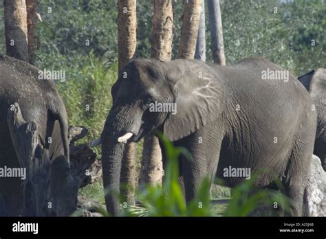 Herd Of Elephants At Disney S Animal Kingdom Orlando Florida Stock