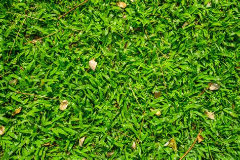 Tropical Carpet Grass Images Browse 816 Stock Photos Vectors And