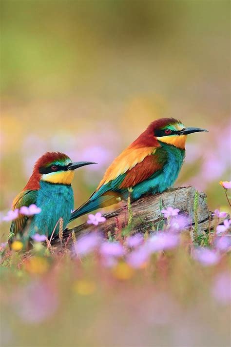 Download Bird Mobile Wallpaper Gallery