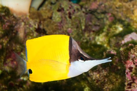 Butterflyfish Yellow Longnose Butterflyfish Ml