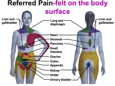 Lower Back Internal Organs How The Spine Causes Pain To Your