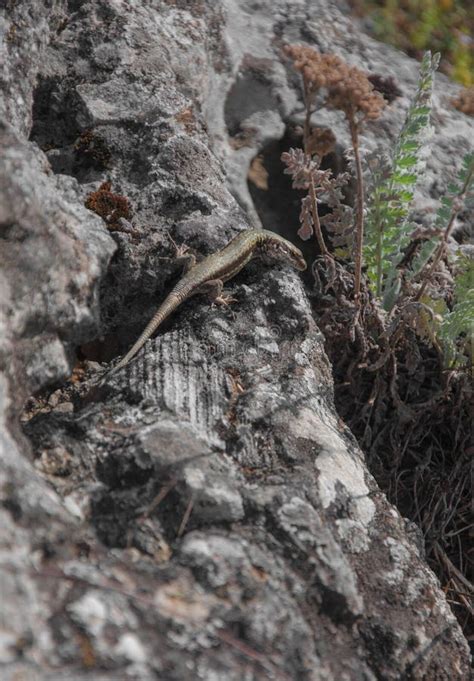 Lizard Sitting On Rock Stock Image Image Of Landscape 129908351