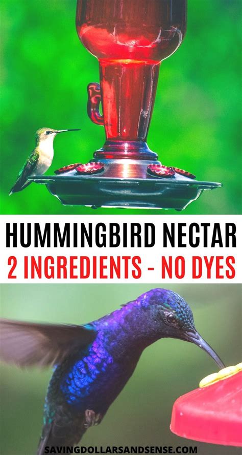 Diy this easy hummingbird nectar recipe