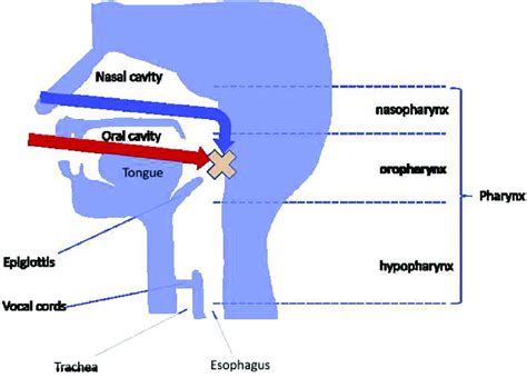 Schema Of The Pharynx The Posterior Wall Of The Oropharynx Is Seen