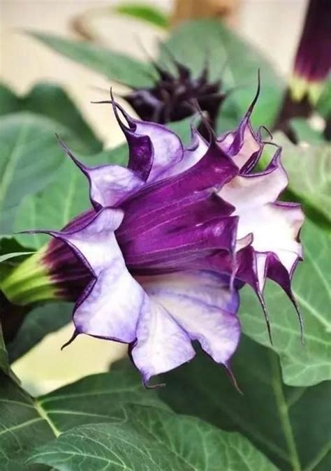 20 Purple Moonflower Rare Seeds Gorgeous Night Blooming Garden Flower