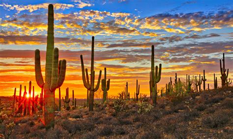 Desert Cactus Sunset Wallpapers Top Free Desert Cactus Sunset