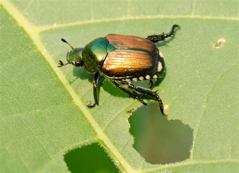 How To Get Rid Of Japanese Beetles And Save Your Garden Plants