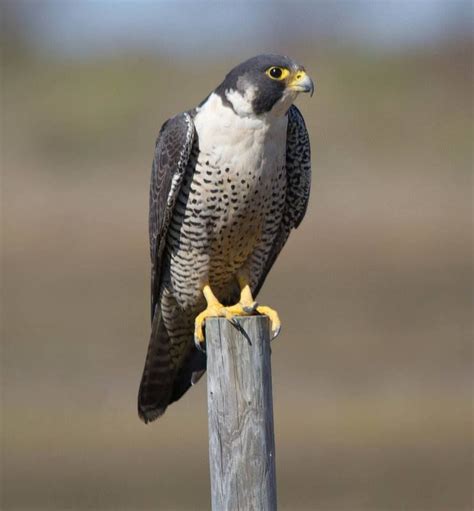John Myers Art Rhamphotheca The Peregrine Falcon Falco Pet