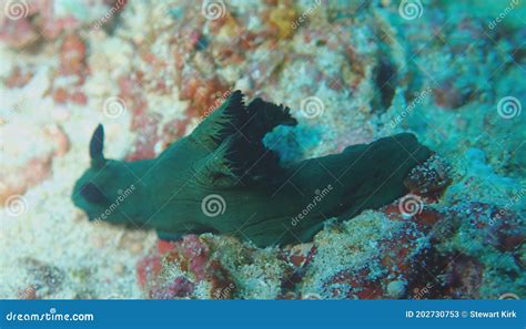 Dark Green Nudibranch Stock Image Image Of Animal Aqualung 202730753