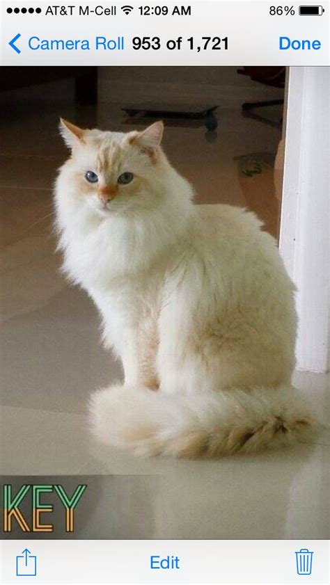 Fully registered ragdolls are allowed to breed. Pinterest