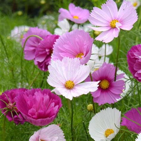 Cosmos Flower Meaning Everything You Need To Know
