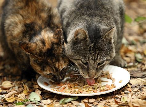 If You Feed Feral Cats Please Sterilize Them Too