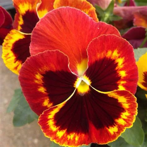 50 Flame Pansy Seeds Welldales