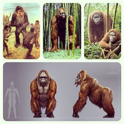 Gigantopithecus Gigantopithecus Blacki Extinct Animals Ancient