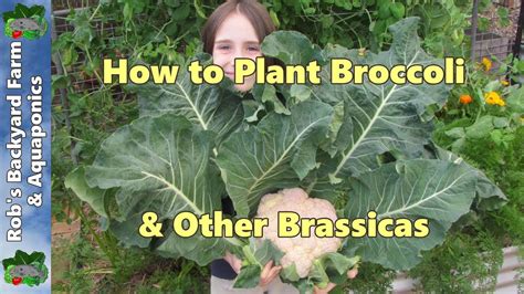 How To Plant Broccoli And Other Brassicas Youtube