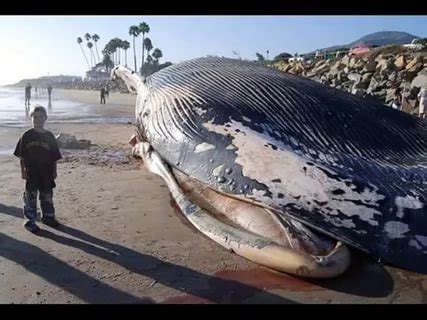 كان من بين ضحايا لعبة الحوت الأزرق طفل سعودي يبلغ من العمر فقط 13 عام، وهو يعتبر أول حالة إنتحار تسجل بالمملكة واثارت ضجة كبيرة. اكبر حوت في العالم , معلومات مشوقة عن اكبر حوت فى العالم