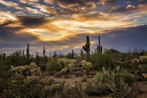5 Things You Need To Know About The Sonoran Desert In Arizona