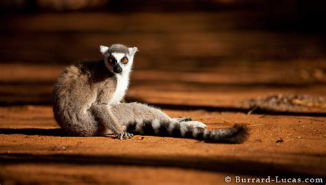 Lemur In Sunlight Burrard Lucas Photography
