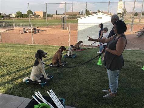 Service Dog Training | Pawsitive Connection Dog Training
