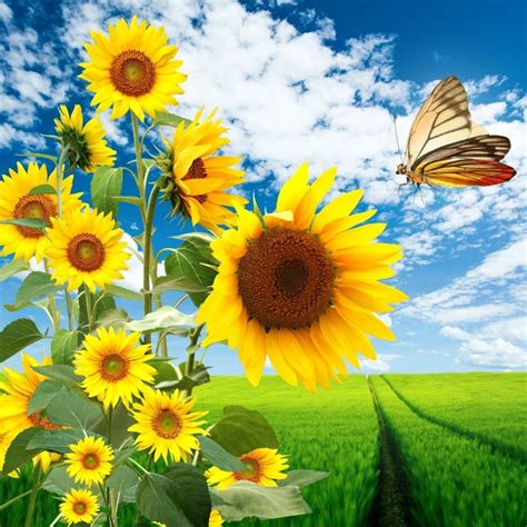Butterfly And Sunflowers Hd Wallpaper Hd Latest Wallpapers