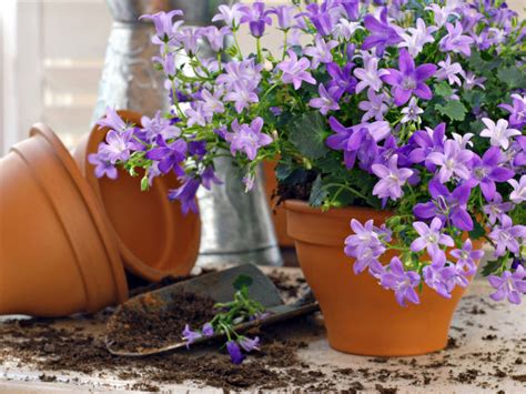 Growing Flowers In Pots Tips For Beginners