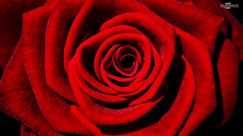 Red Roses Close Up Wallpaper 1920x1080 23510