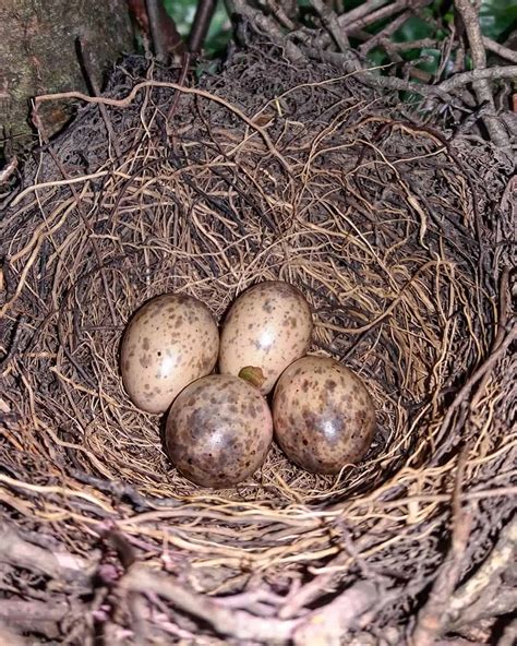 Huevos de arrendajo azul y hábitos de anidación Pajaritos