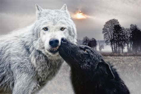 Kissing Wolves Photograph By Joachim G Pinkawa
