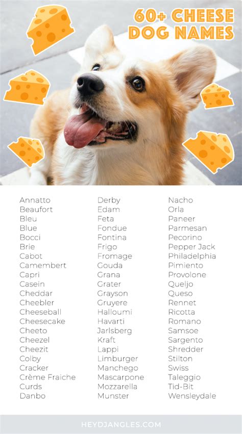 60 Cute Cheese Names For Dogs Hey Djangles