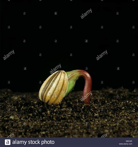 Sunflower Seed Germinating High Resolution Stock Photography And Images
