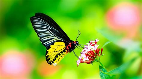 Black And Yellow Butterfly Butterfly Insect Macro Hd Wallpaper