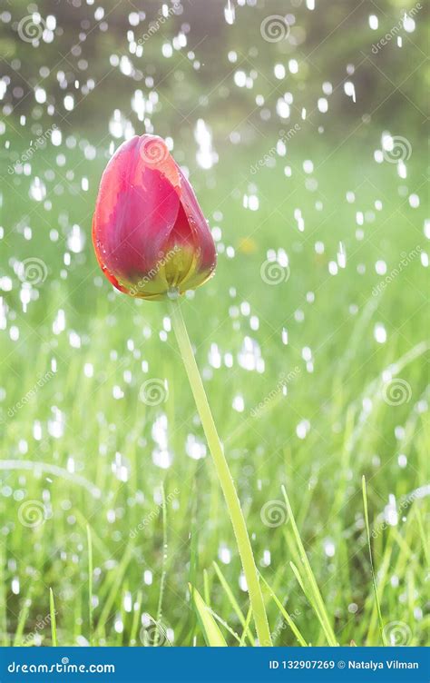 Colorful Tulip Flower Close Up And Rain Drops Rain Falling On Tulip