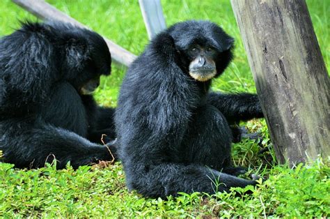 Black Monkey Primate · Free Photo On Pixabay