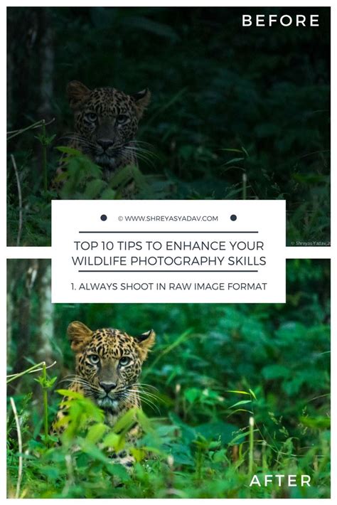 Top 10 Tips To Enhance Your Wildlife Photography Skills Photo Tip 1