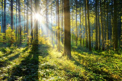 Forest Sunlight Stock Photos Pictures And Royalty Free Images Istock