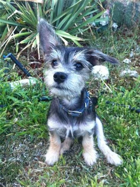 We love our maltese cairn terrier mix, she has a great personality, very lovable and loves to run at the doggy parks non stop. Toxirn (Cairn Terrier-Chihuahua Mix) Info, Puppies, Pictures